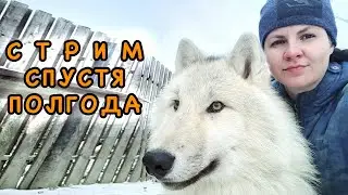 Стрим после долгой паузы. Новости о волках и других животных