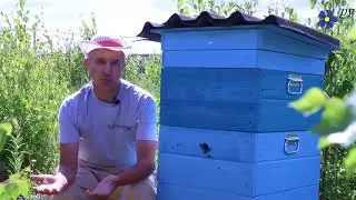 Куда направлять летки ульев