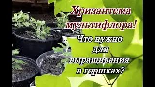 Хризантема мультифлора. Размер контейнера для хорошего шарика