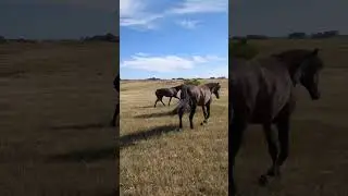 You'd think you could just give a horse an itch brush but not really