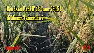 Keadaan Padi IF 16 Umur 76 HST di Musim Tanam Ke Dua 2020