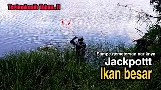 Diluar dugaan//mancing ikan Toman jackpot ikan gurame babon #mancingikanguramebabon #umpanjangkrik