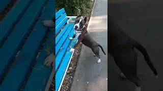 АМСТАФФ ХОЛЛИ 7 МЕСЯЦЕВ ВЫПОЛНЯЕТ КОМАНДЫ