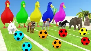 COLOUR 3D DUCK CARTOON FOUNTAIN CROSSING ANIMAL   funny animal ,COW CARTOON DUCK CARTOON VIDEO