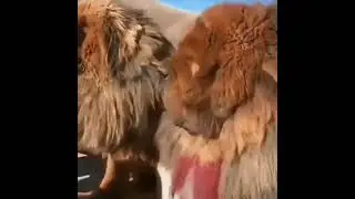 Ёханный Бабай 😁