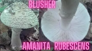 Blusher (Amanita rubescens)
