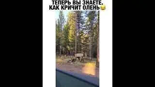 теперь вы знаете как кричит олень