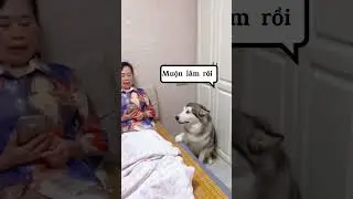 Có hiếu với bà quá, cưng ghê😙😙xuhuong dog pet