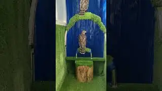 Обзор присада для Ястреб , Сова , Сокол в квартире на балконе 🦅🦅🦅🦉🦉🦉