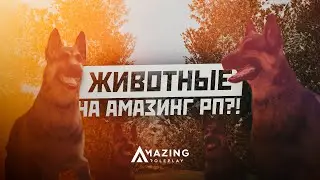 ВОЛК НА АМАЗИНГ РП В GTA CRMP?