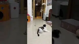 Cat toy, www.niopets.com 