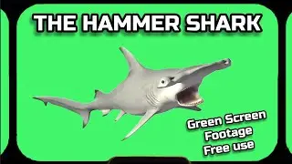 SHARK HAMMER video green screen. Footage animation of the GREEN SCREEN.