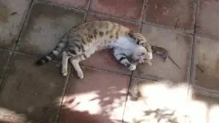 Кошки мышки 😻 🐭