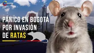 Invasión de ratas en Bogotá enciende las alarmas de las autoridades sanitaria