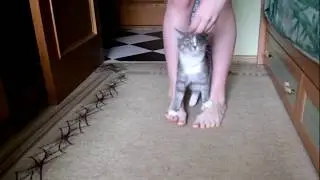 Дрессированная Кошка | Кошка выполняющая команды | Trained cat