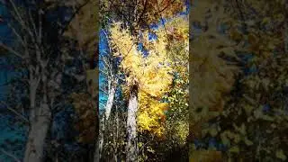 Осенние грибные прогулки.