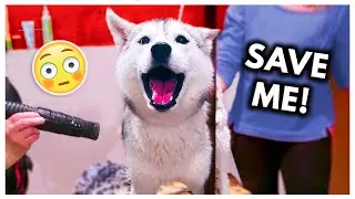 Dramatic Husky has MELTDOWN at Groomers! (headphone warning)