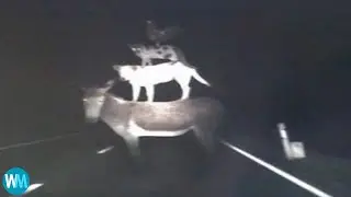 Top 5 Animal (Part 2)