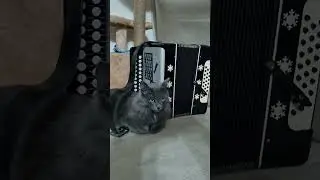 Кот с гармонью