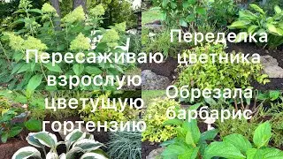 ПЕРЕСАДКА ВЗРОСЛОЙ ЦВЕТУЩЕЙ ГОРТЕНЗИИ. Переделка цветника. Обрезала барбарис и выкопала его😊