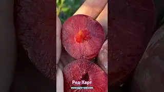 Очень вкусная диплоидная слива - Ред Харт