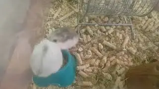 Битва хомяков! Разборки джунгариков 😄😄😄