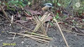 short video of bird catch on bamboo trap /( tactic)