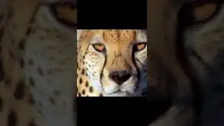 Who is faster, a cheetah or an ostrich?