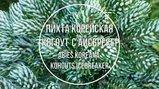 Пихта корейская Когоут`с Айсбрекер (Abies koreana Kohouts Icebreaker) Краткое описание сорта.