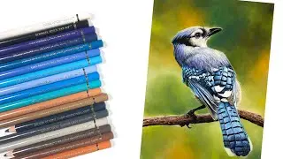 Blue Jay with Colored Pencils - How to Draw a Bird