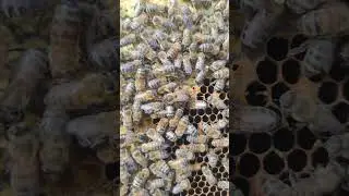 АНОМАЛЬНОЕ ЯВЛЕНИЕ В ПЧЕЛОВОДСТВЕ редко встречается и может СИЛЬНО УДИВИТЬ НАЧИНАЮЩЕГО ПЧЕЛОВОДА 🍯✅🐝