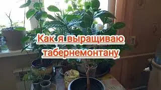 Как я выращиваю табернемонтану
