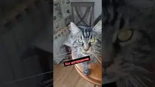 Такого кота вы ещё не видели 😱Нецензурная лексика 18+ Кот матерщинник.