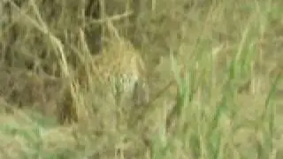 Leopard Encounter at Dulini Lodge in Sabi Sands