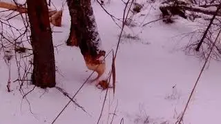 Следы бобров