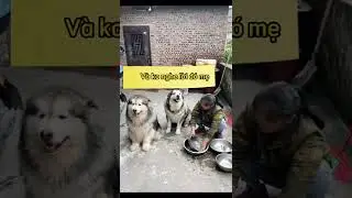 Con ngoan nhất nhà đó mẹ ☺️☺️☺️chó pet xuhuong dog