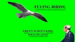 FLYING BIRDS//GREEN SCREEN KHD