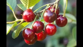 НЕДЕЛЯ ИЮНЬСКАЯ