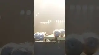Rehearsal footage for you