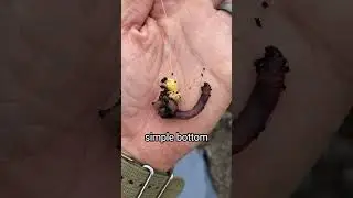 people say this fish is trash...