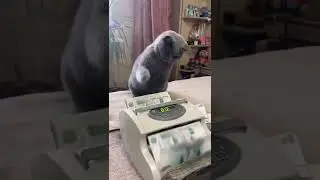 котик и деньги