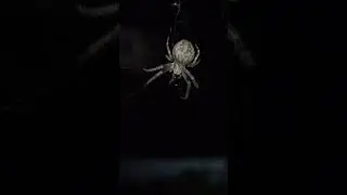 Мой домовой.
