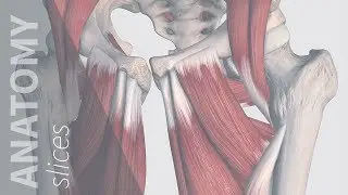 Muscles of the Posterior Compartment of the Thigh & Gluteal Region | Anatomy Slices