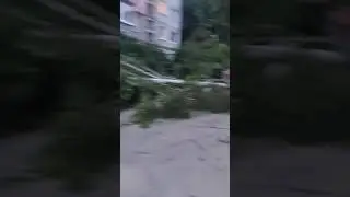 Чернігів. На вулиці Пухова, 119 впали дерева. Відео - Чернігів оперативний