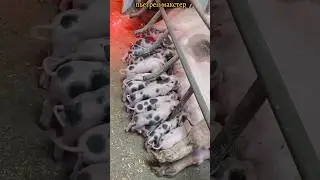 ‪@million_on_pigs‬
