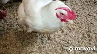ЧП В САРАЕ-КОРОВЫ БЛИН,НЕ СМОГЛА ЗАРУБИТЬ МАТИЛЬДУ!КОГДА ЖДЕМ НОВЫХ ТЕЛЯТ!У НАС ЕСТЬ СВОЯ СНЕГУРОЧКА