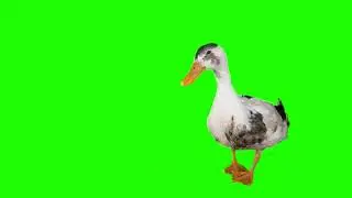 green screen duck walking