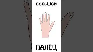 Что вы знаете про большой палец ? 