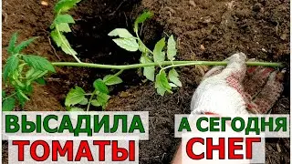 Высадила томаты, а сегодня снег и мороз. Как спасать рассаду?