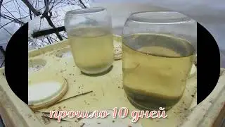 январь на пасеке -  подкормка пчел по методике Кашковского  , если нужно подкормить ( 14. 01. 2022 )